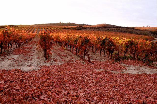Maison Vigneronne De Bonne Maman - Climatisee Cesseras Exterior foto